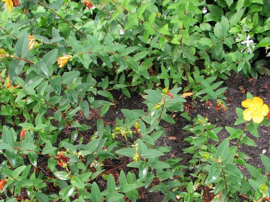 Como plantar Hypericum kouytchense (Hypericum kouytchense)_1
