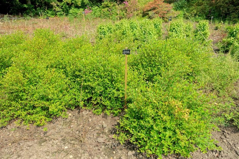 Onde plantar Hypericum kouytchense (Hypericum kouytchense)_2