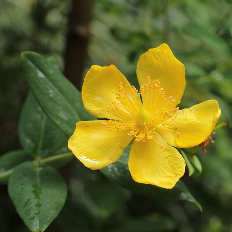 Hypericum lancasteri (Hypericum lancasteri)
