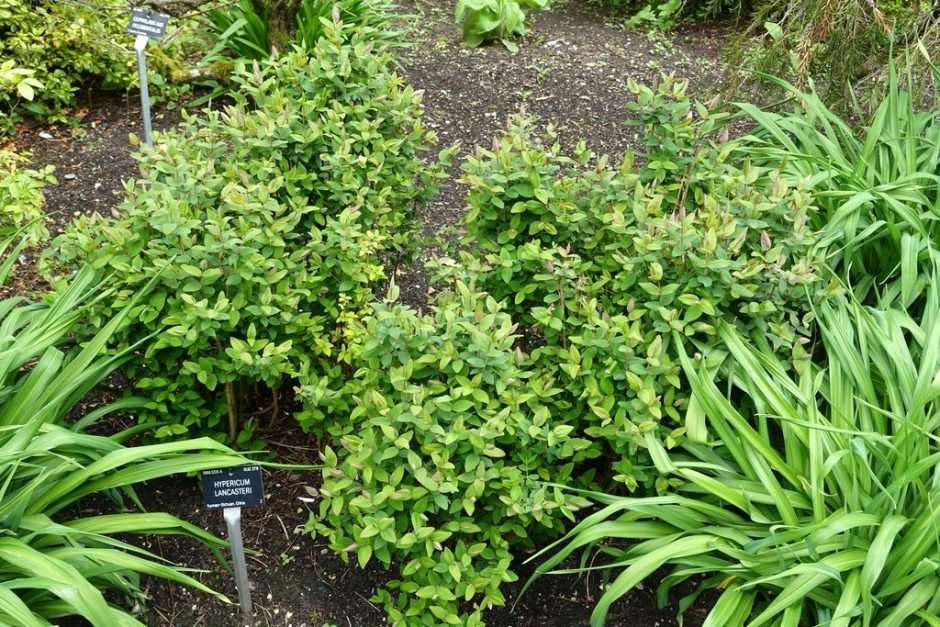Como plantar Hypericum lancasteri (Hypericum lancasteri)_1