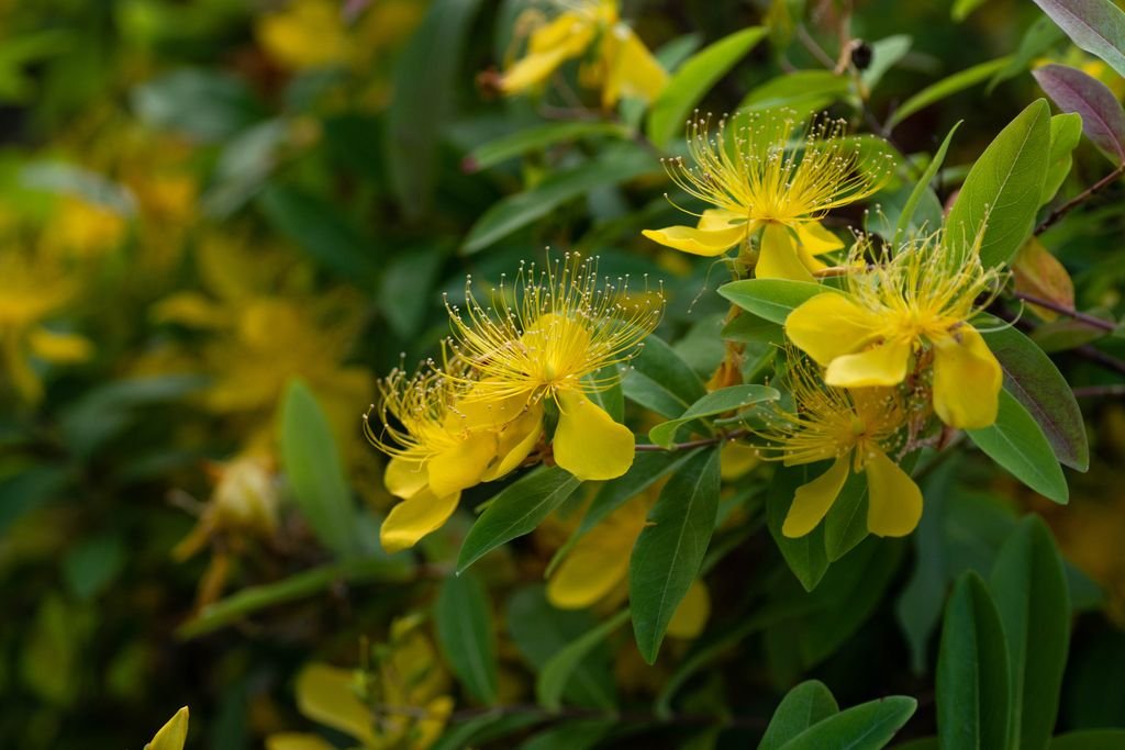 Hypericum monogynum (Hypericum monogynum)