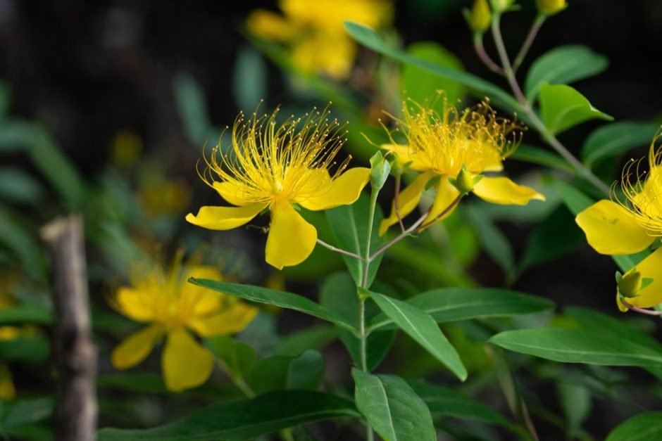 Onde plantar Hypericum monogynum (Hypericum monogynum)_2