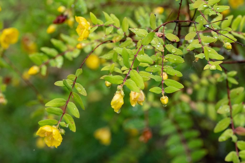 Hypericum patulum (Hypericum patulum)