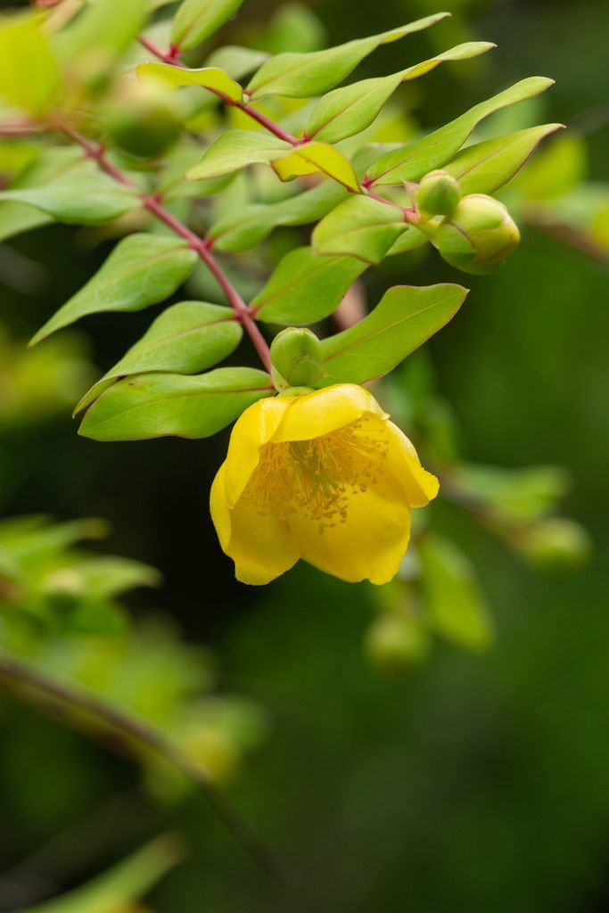 Como plantar Hypericum patulum (Hypericum patulum)_1