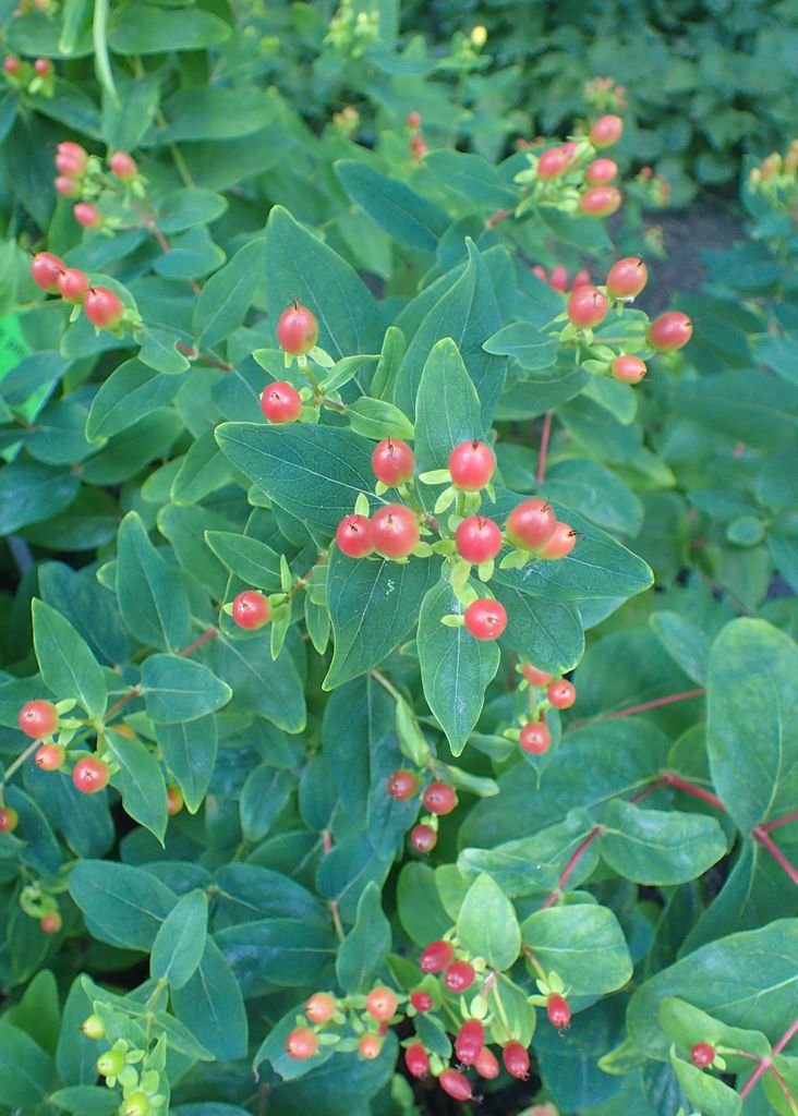 Onde plantar Hypericum patulum (Hypericum patulum)_2