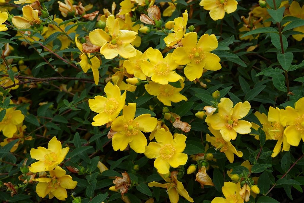 Hypericum × hidcoteense 'Hidcote' (Hypericum × hidcoteense 'Hidcote')
