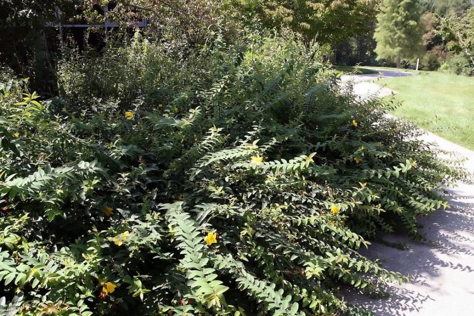 Como plantar Hypericum × hidcoteense 'Hidcote' (Hypericum × hidcoteense 'Hidcote')_1
