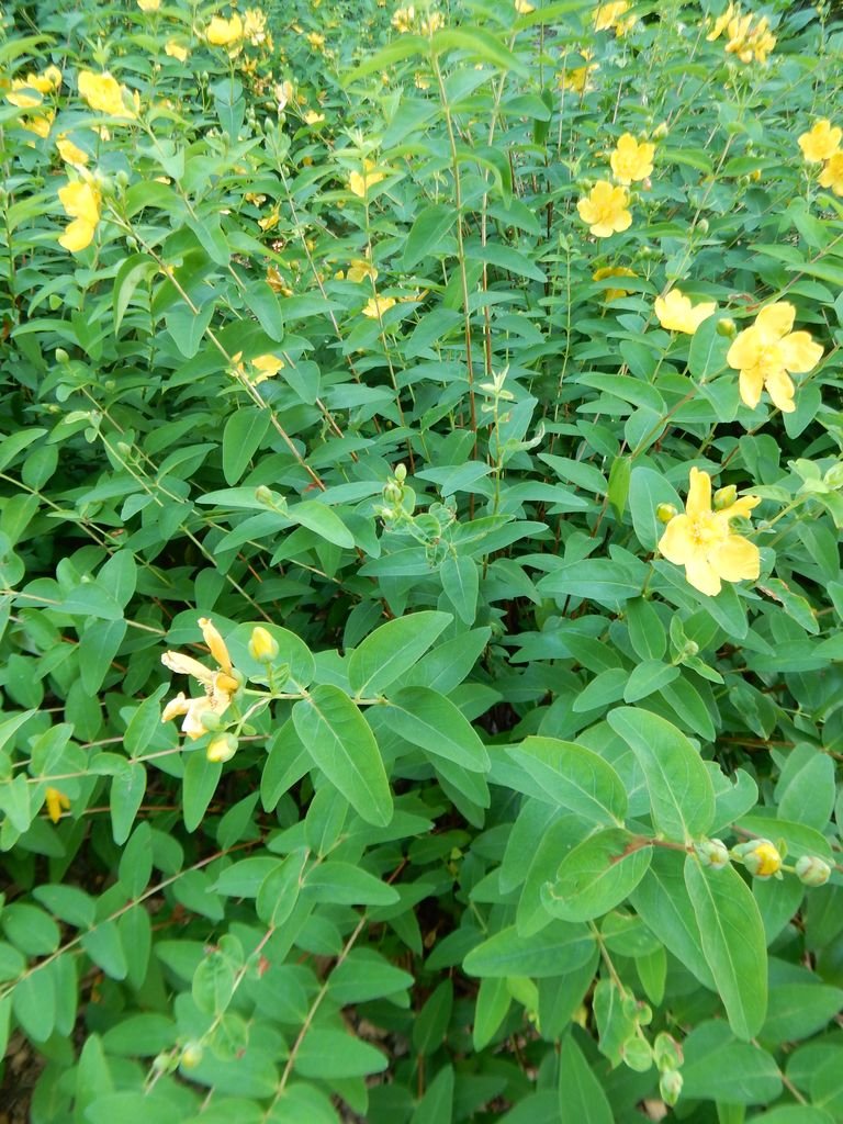 Onde plantar Hypericum × hidcoteense 'Hidcote' (Hypericum × hidcoteense 'Hidcote')_2