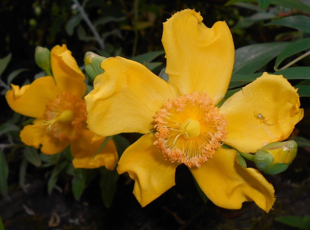 Hypericum × moserianum (Hypericum × moserianum)