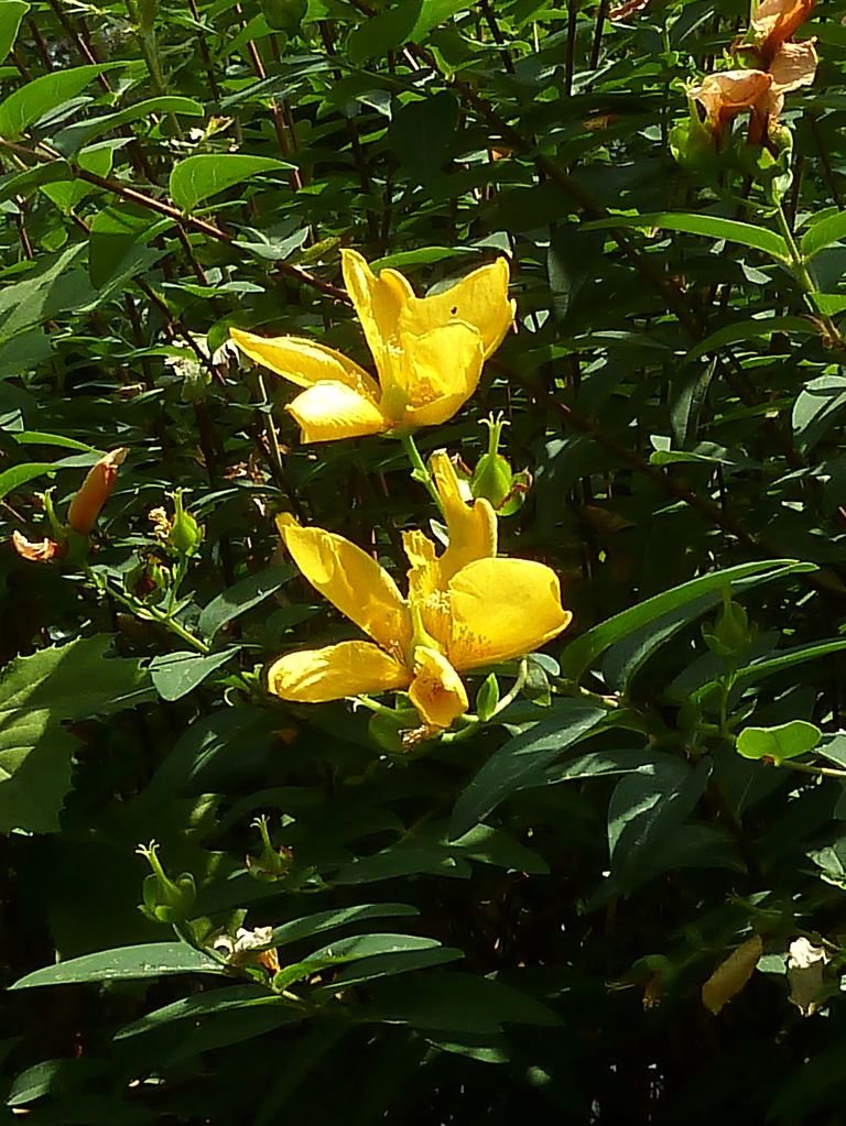 Como plantar Hypericum × moserianum (Hypericum × moserianum)_1