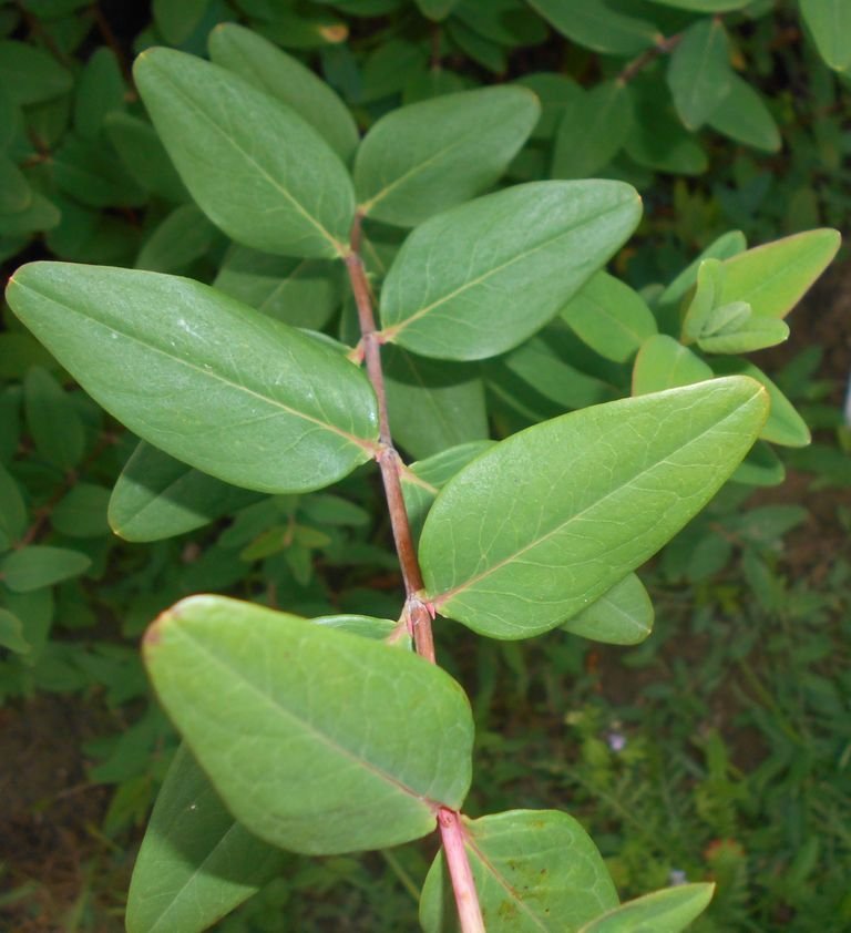 Onde plantar Hypericum × moserianum (Hypericum × moserianum)_2