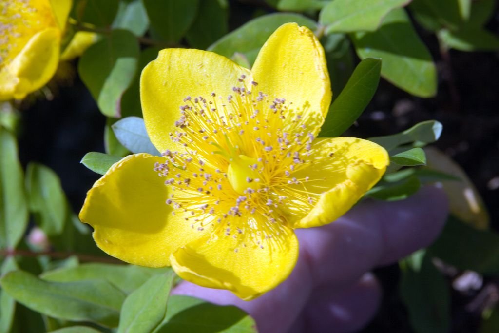 Hypericum × moserianum 'Tricolor' (Hypericum × moserianum 'Tricolor')