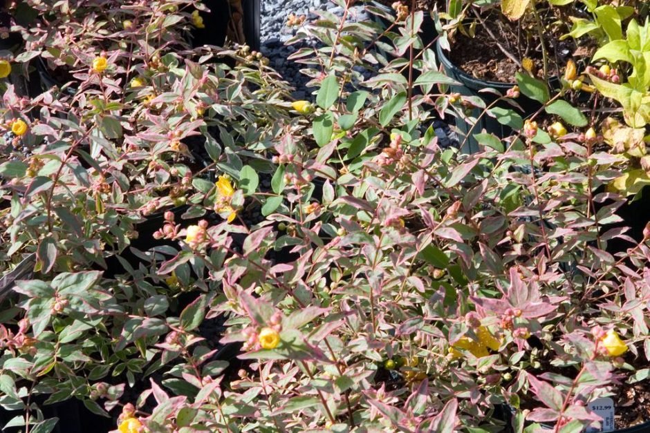 Como plantar Hypericum × moserianum 'Tricolor' (Hypericum × moserianum 'Tricolor')_1