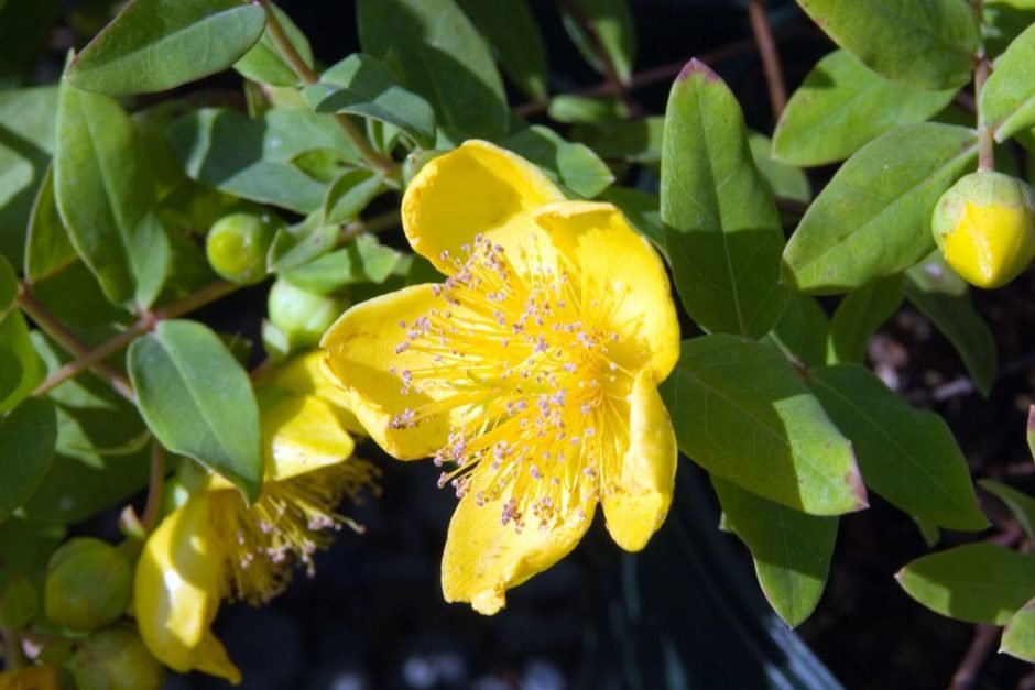 Onde plantar Hypericum × moserianum 'Tricolor' (Hypericum × moserianum 'Tricolor')_2