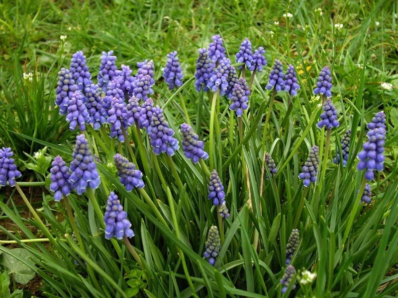 Jacinto-uva (Muscari armeniacum)