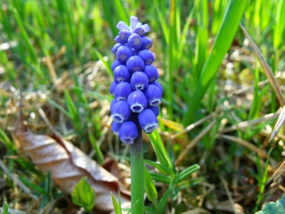 Como plantar Jacinto-uva (Muscari armeniacum)_1