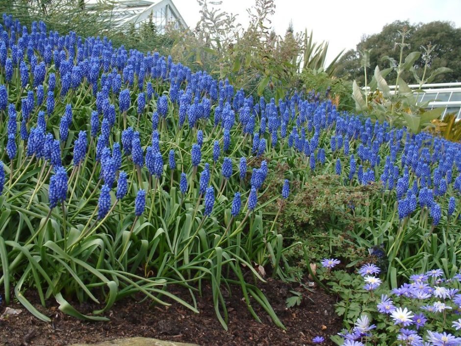 Onde plantar Jacinto-uva (Muscari armeniacum)_2