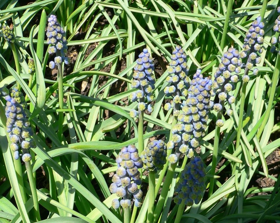Jacinto-uva 'Saffier' (Muscari armeniacum 'Saffier')