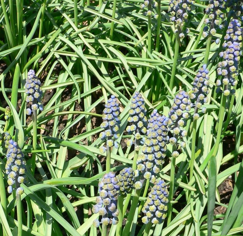 Como plantar Jacinto-uva 'Saffier' (Muscari armeniacum 'Saffier')_1