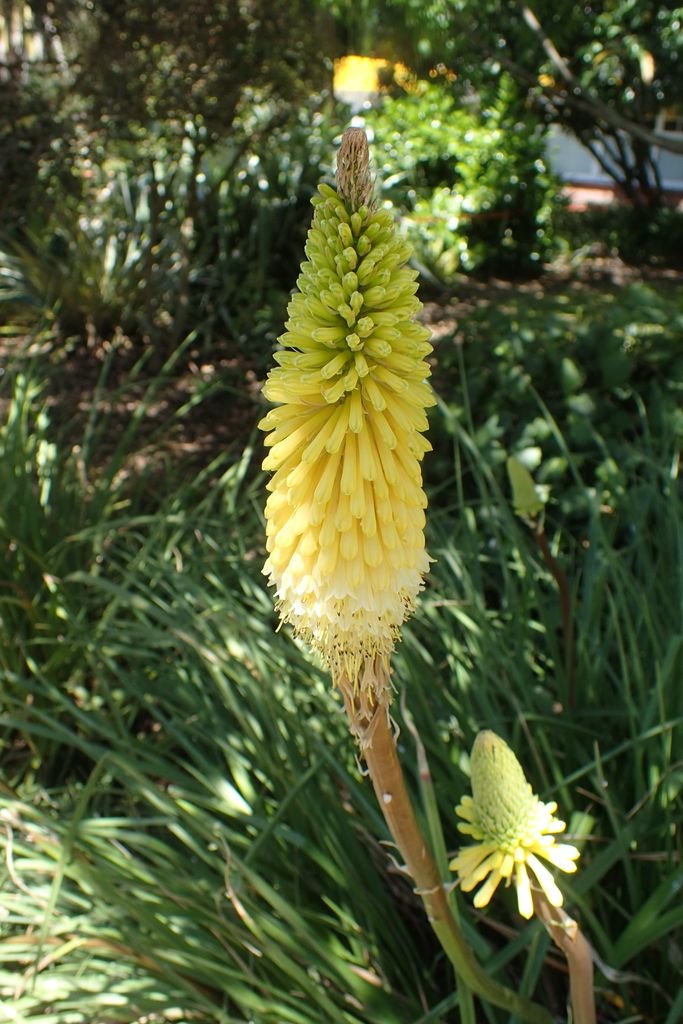 Kniphofia 'Percy's Pride' (Kniphofia 'Percy's Pride')