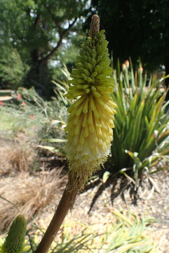 Como plantar Kniphofia 'Percy's Pride' (Kniphofia 'Percy's Pride')_1