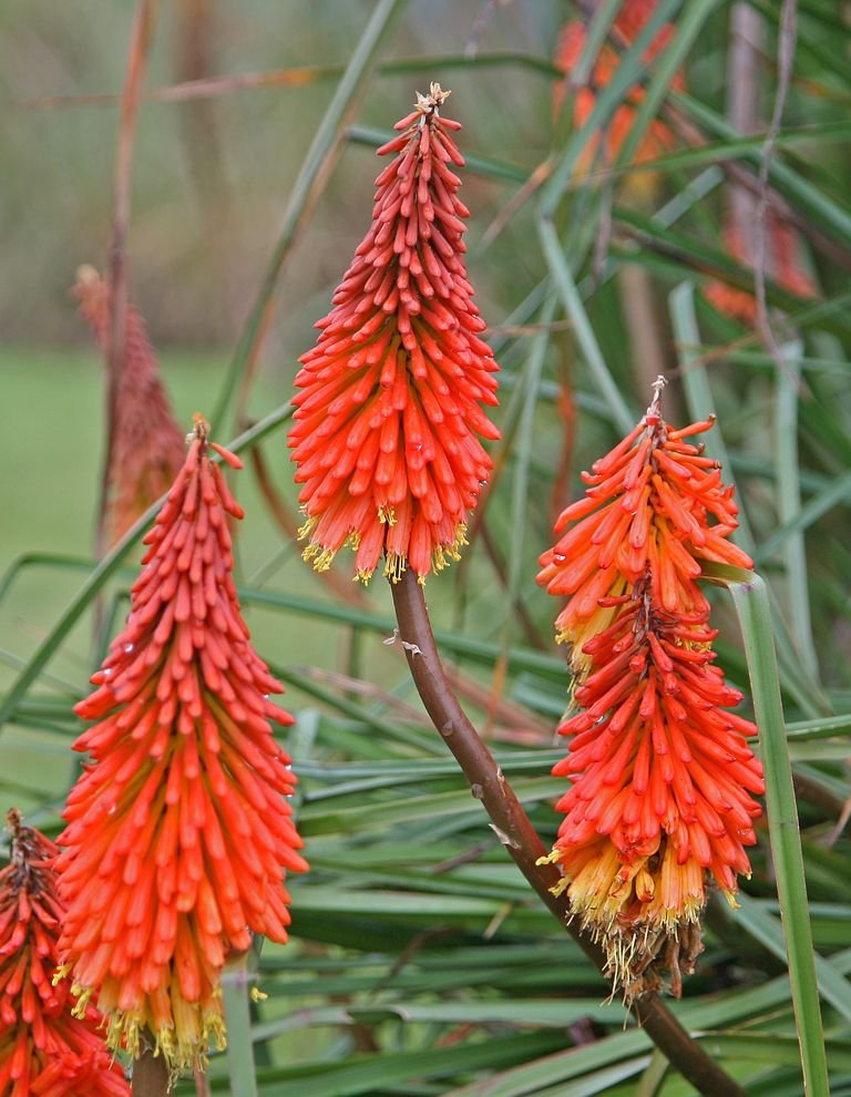 Kniphofia caulescens (Kniphofia caulescens)