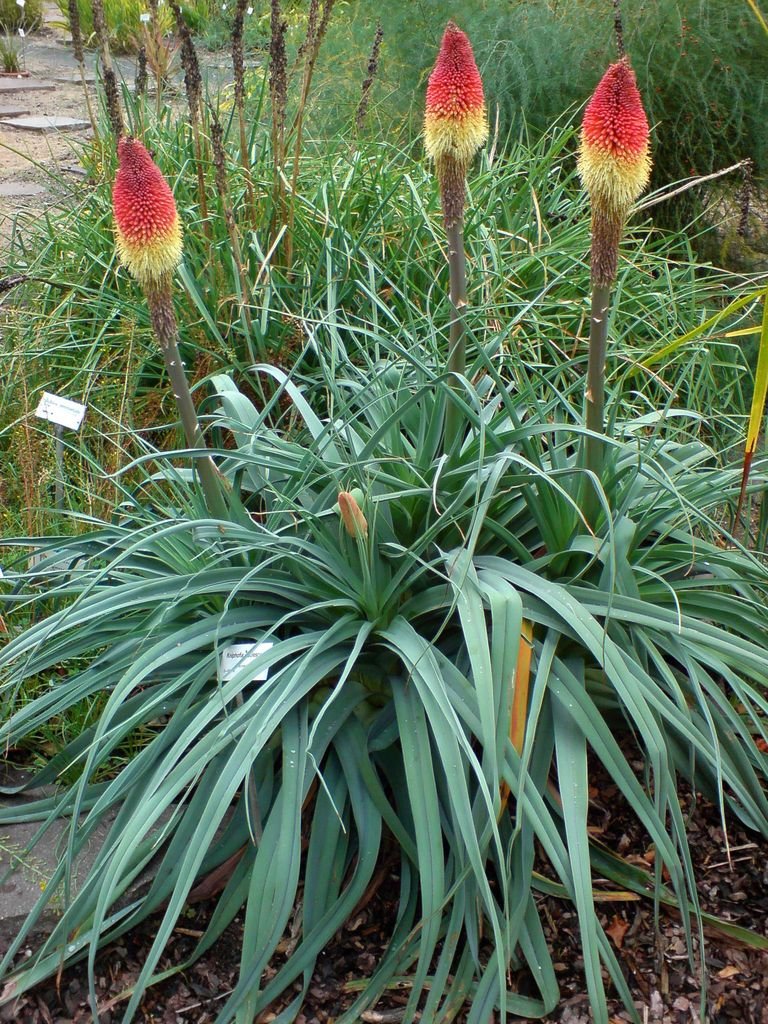 Como plantar Kniphofia caulescens (Kniphofia caulescens)_1