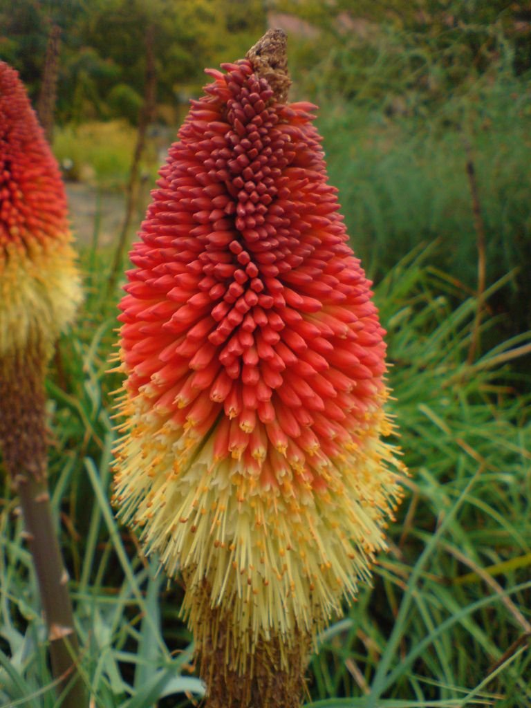 Onde plantar Kniphofia caulescens (Kniphofia caulescens)_2