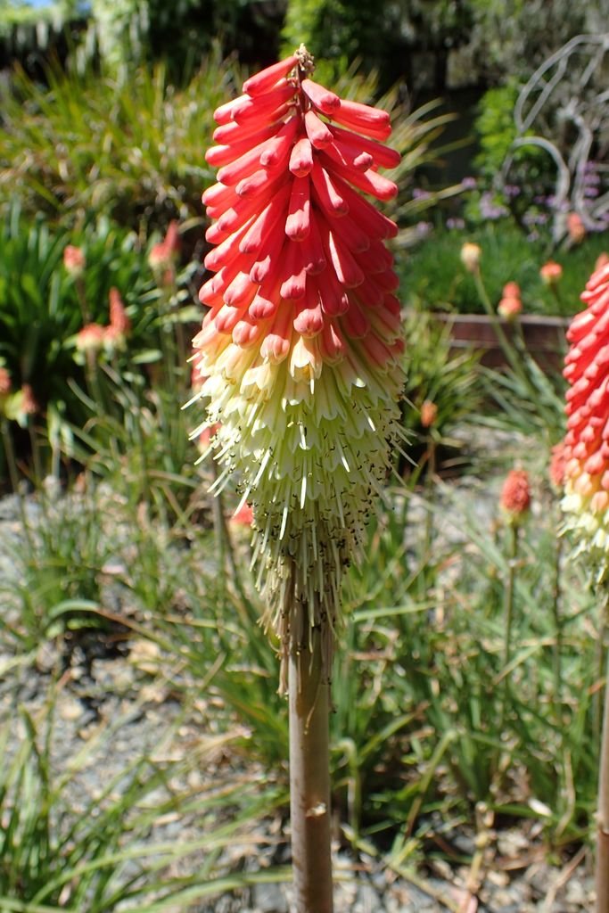 Kniphofia ensifolia (Kniphofia ensifolia)