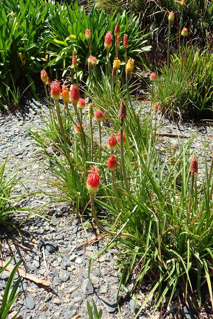 Como plantar Kniphofia ensifolia (Kniphofia ensifolia)_1