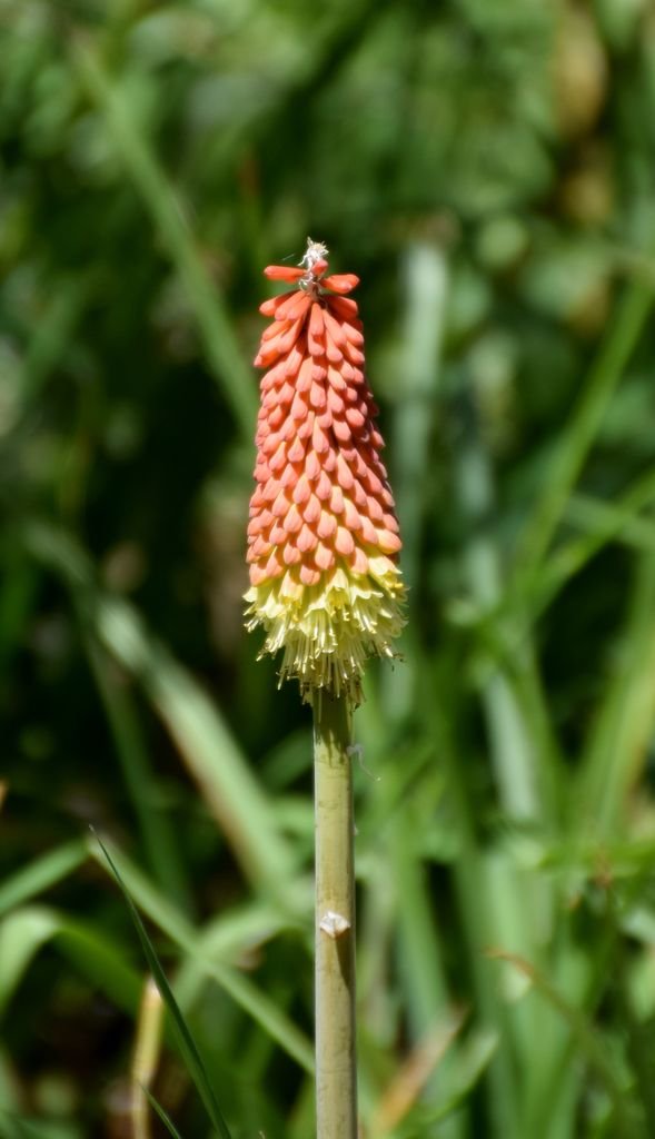 Onde plantar Kniphofia ensifolia (Kniphofia ensifolia)_2