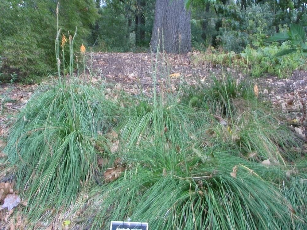 Kniphofia galpinii Baker (Kniphofia galpinii Baker)