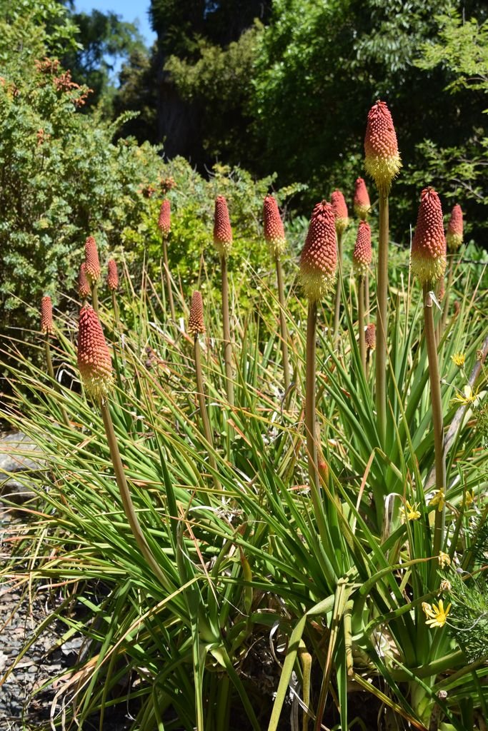 Kniphofia northiae (Kniphofia northiae)