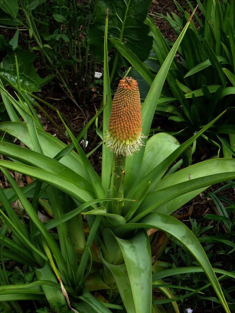 Como plantar Kniphofia northiae (Kniphofia northiae)_1
