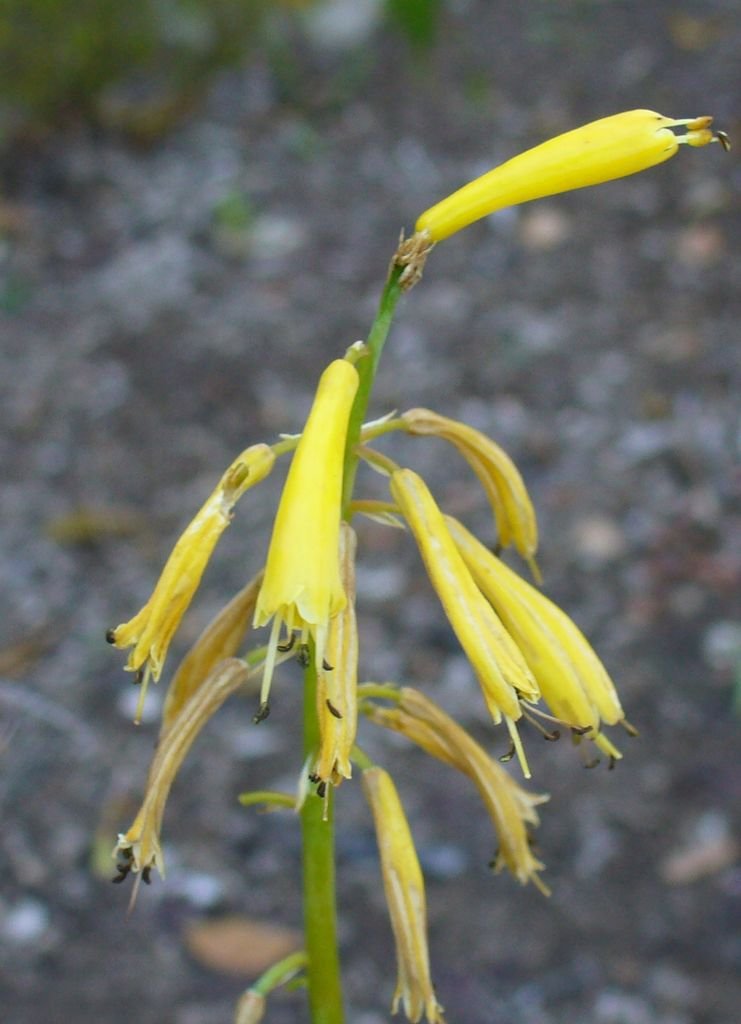 Kniphofia pauciflora (Kniphofia pauciflora)