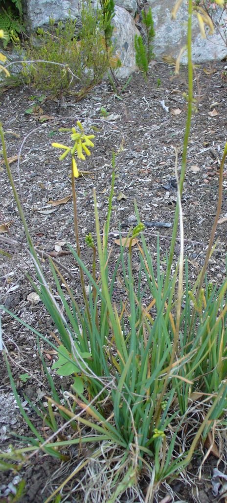 Como plantar Kniphofia pauciflora (Kniphofia pauciflora)_1