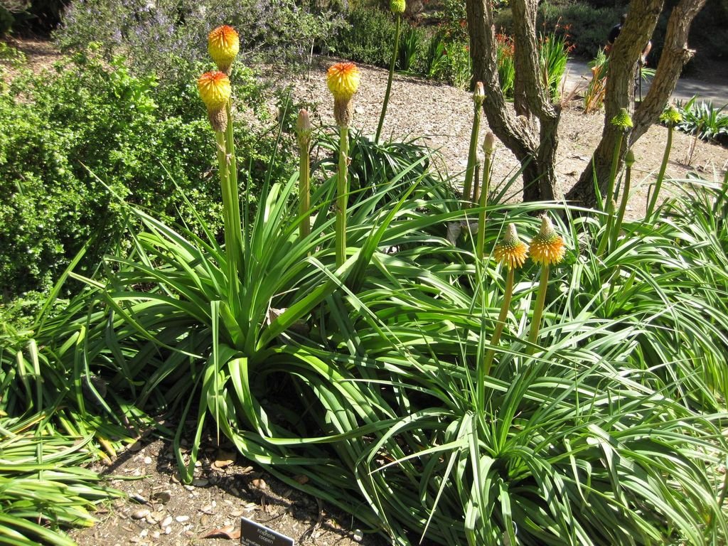 Kniphofia rooperi (Kniphofia rooperi)