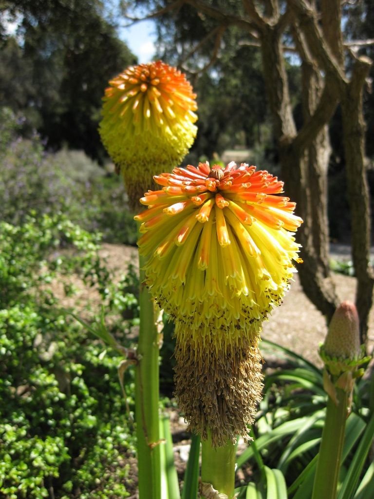 Como plantar Kniphofia rooperi (Kniphofia rooperi)_1