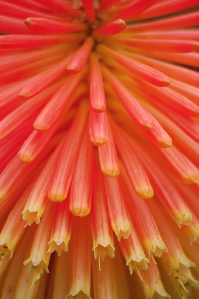 Onde plantar Kniphofia rooperi (Kniphofia rooperi)_2