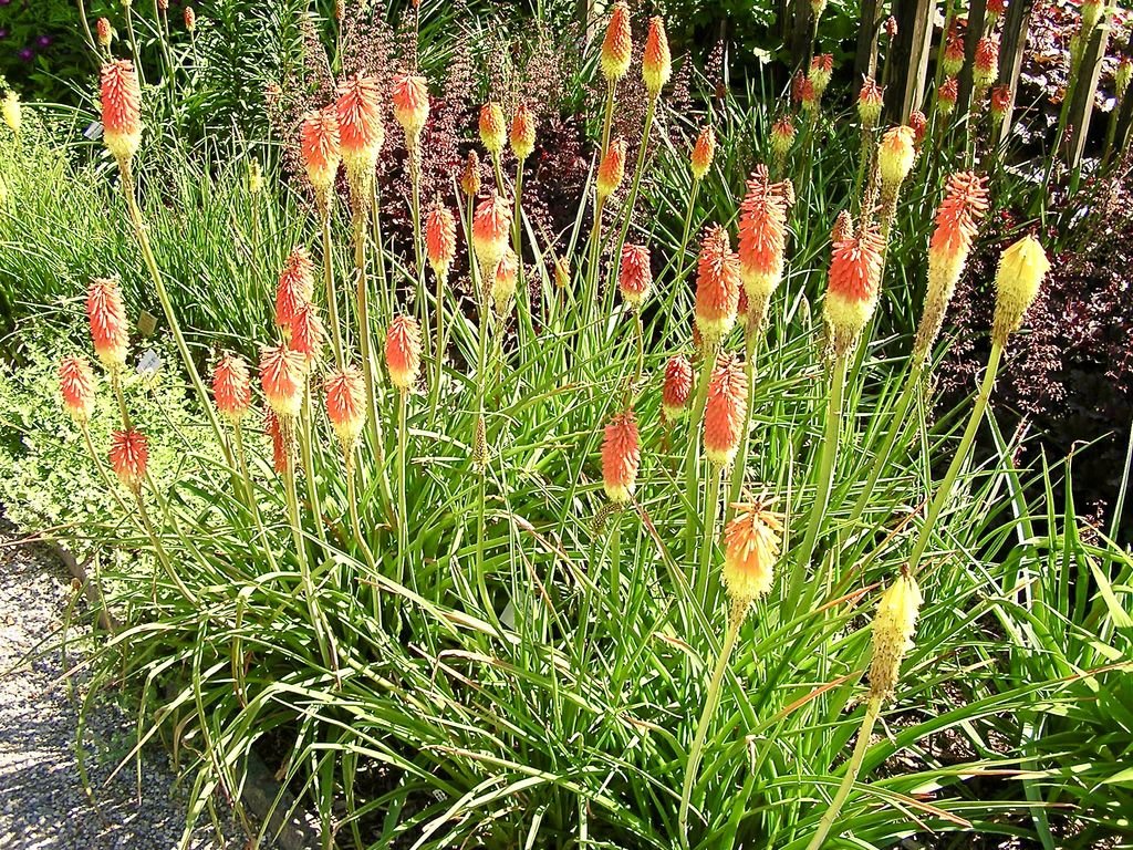 Kniphofia sarmentosa (Kniphofia sarmentosa)