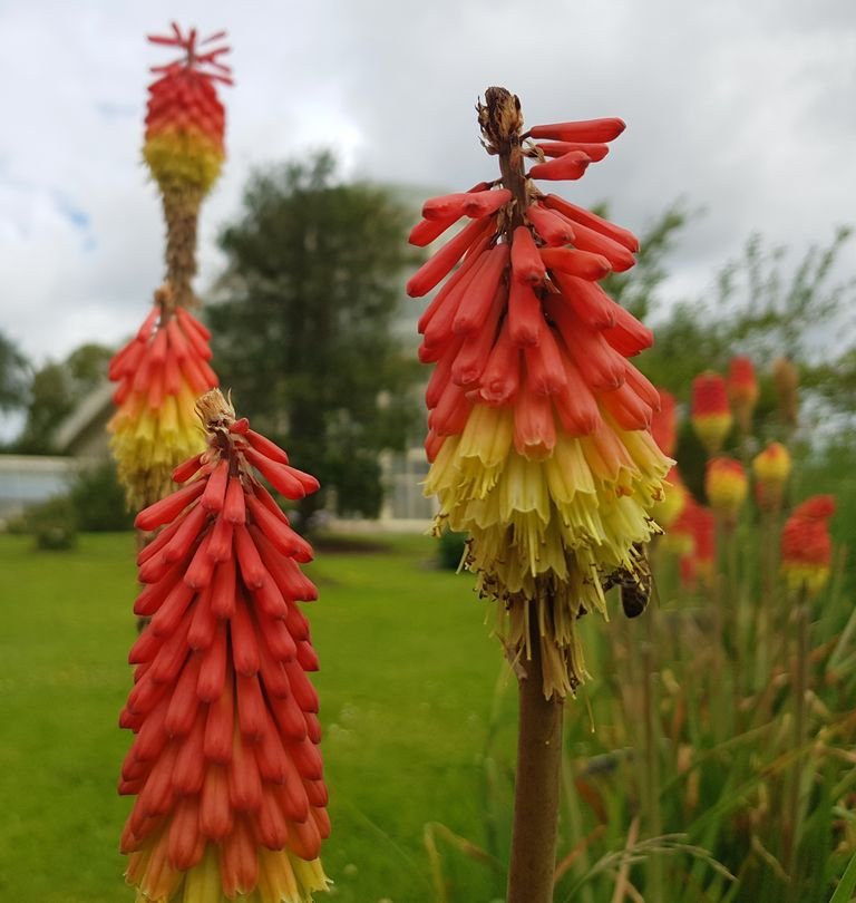 Como plantar Kniphofia sarmentosa (Kniphofia sarmentosa)_1