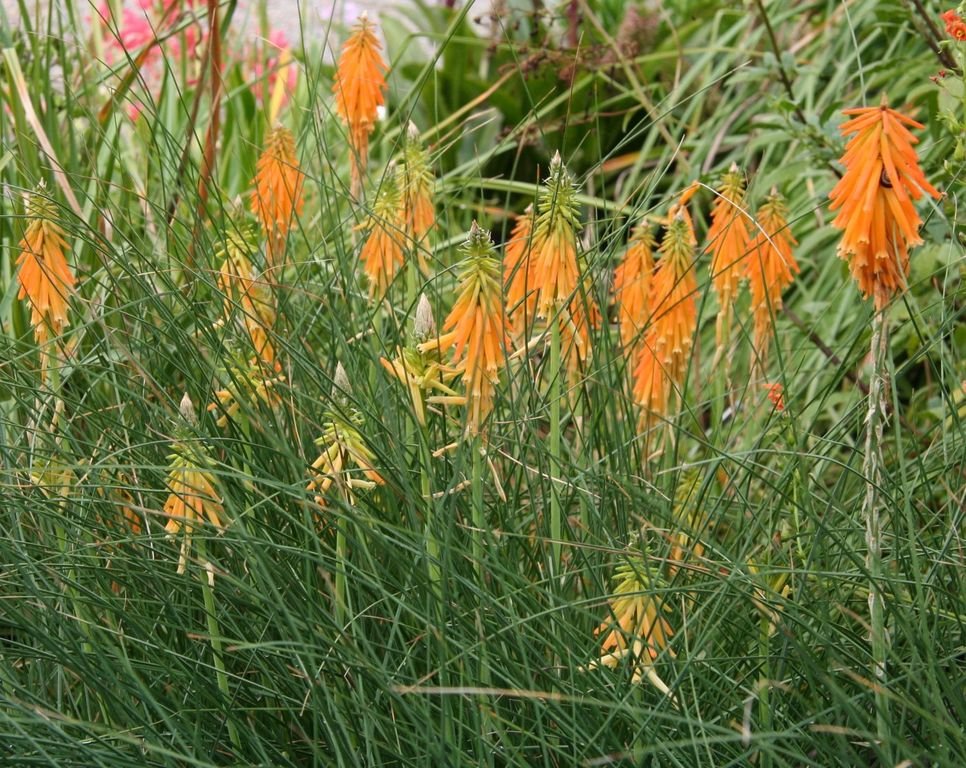 Kniphofia triangularis (Kniphofia triangularis)