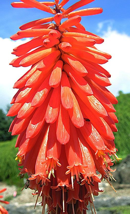 Onde plantar Kniphofia triangularis (Kniphofia triangularis)_2