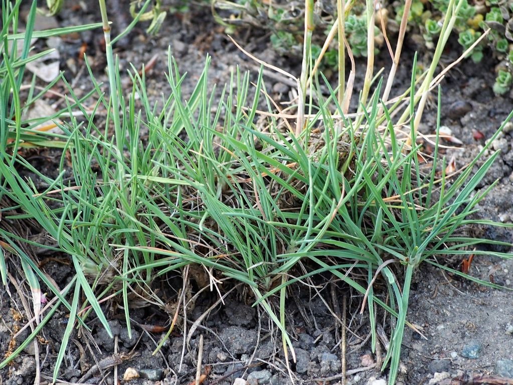 Koeleria glauca (Koeleria glauca)