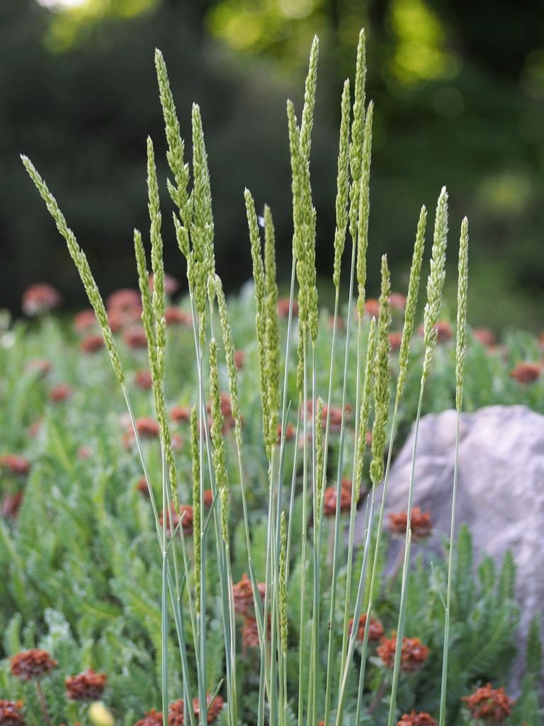 Como plantar Koeleria glauca (Koeleria glauca)_1
