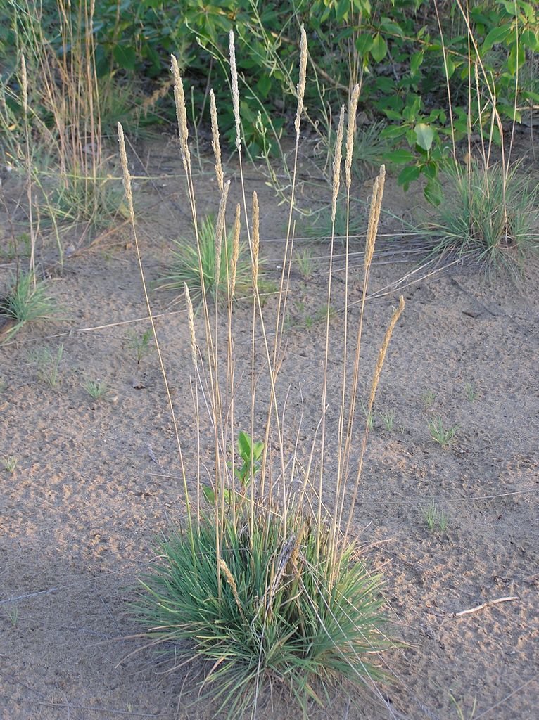 Onde plantar Koeleria glauca (Koeleria glauca)_2