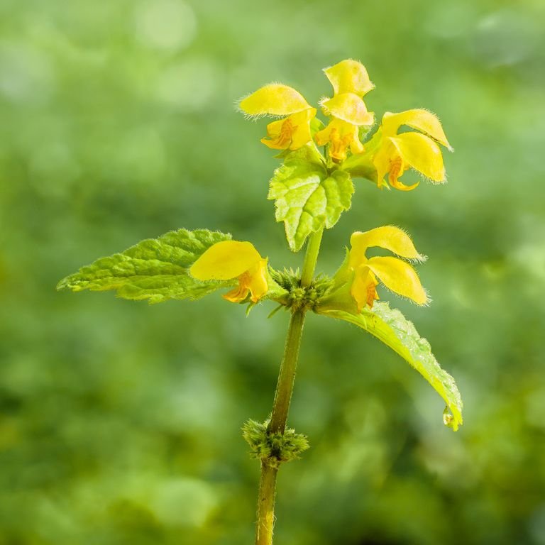 Como plantar Lamium galeobdolon (Lamium galeobdolon)_1