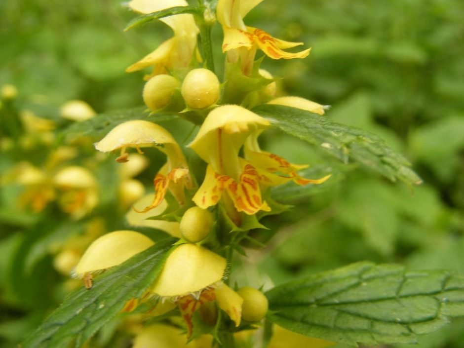 Onde plantar Lamium galeobdolon (Lamium galeobdolon)_2