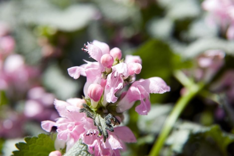 Como plantar Lamium maculatum 'Pink Pewter' (Lamium maculatum 'Pink Pewter')_1