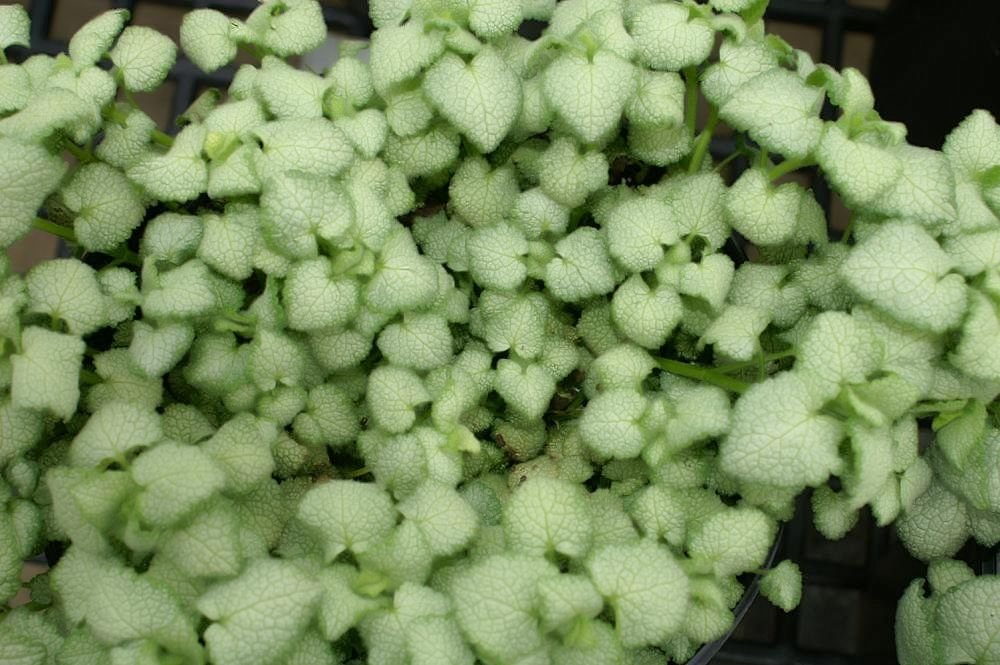Lamium maculatum 'White Nancy' (Lamium maculatum 'White Nancy')
